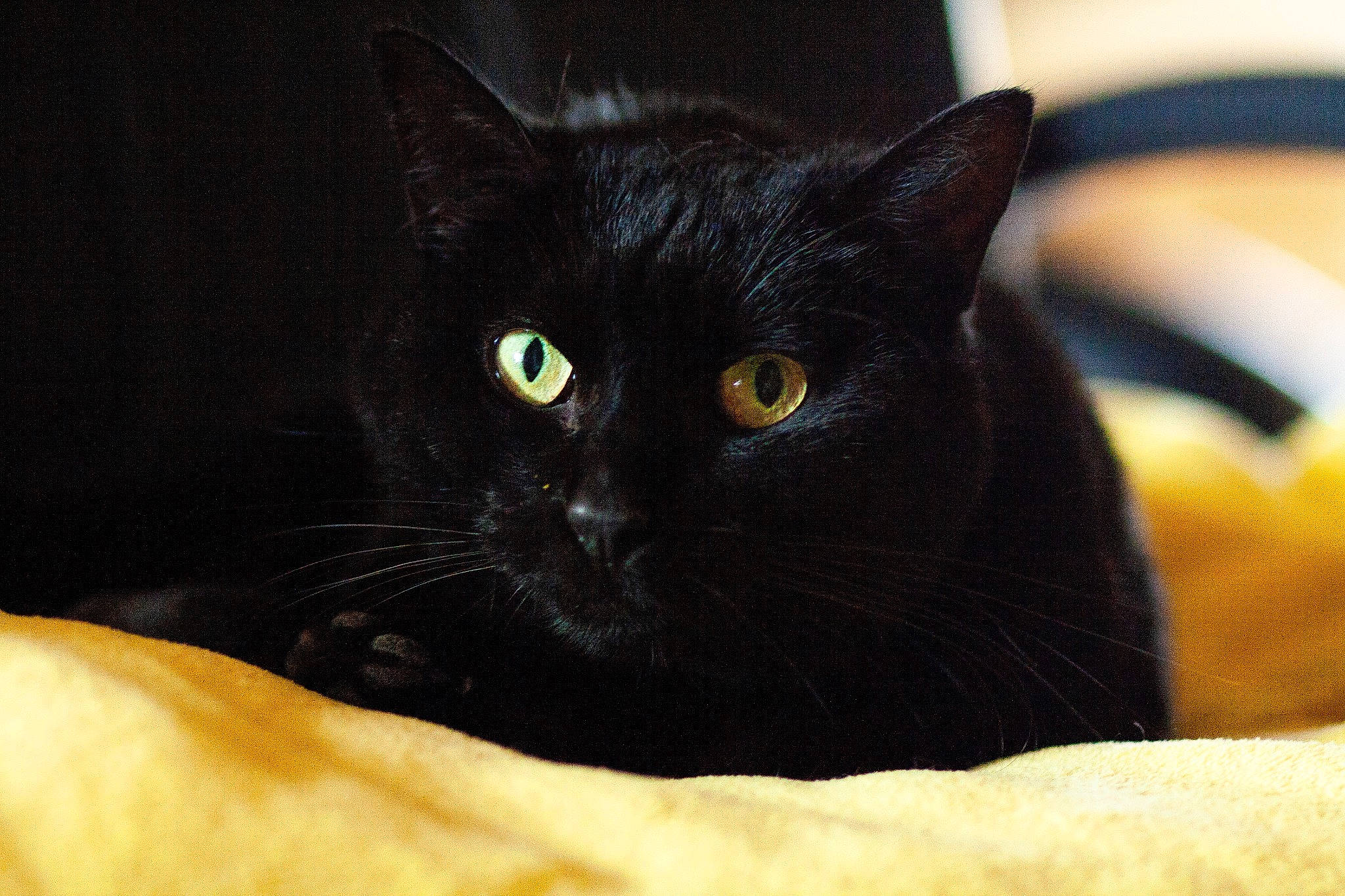 Ollie-les Aristopoils participe au concours pour gagner de l'argent avec cette photo : asian, black, black_cat, bombay, burmese, carnivore, cat, domestic_short_haired_cat, eye, felidae, mammal, small_to_medium_sized_cats, snout, vertebrate, whiskers