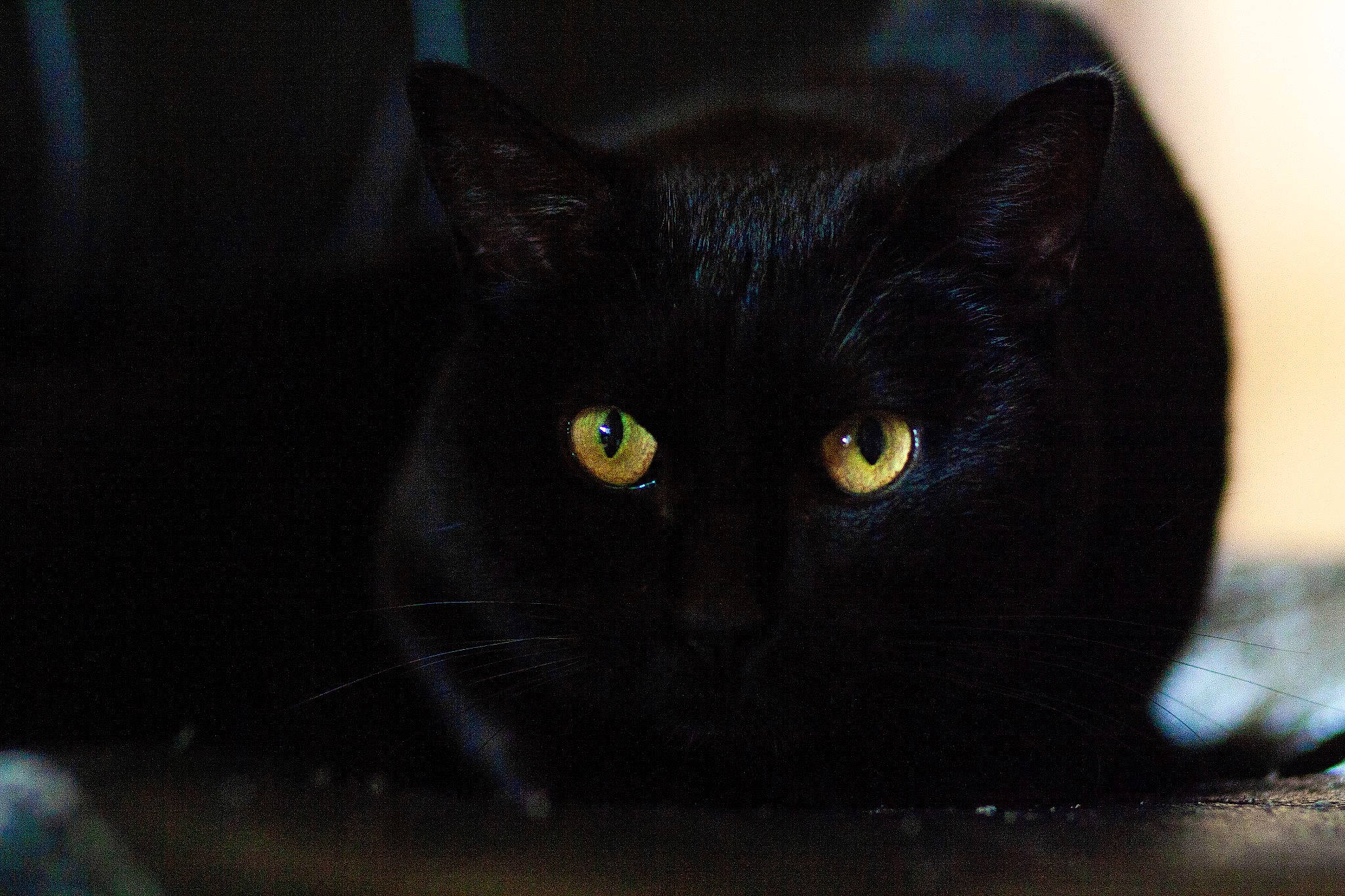 Ollie-les Aristopoils participe au concours pour gagner de l'argent avec cette photo : asian, black, black_and_white, black_cat, bombay, carnivore, cat, domestic_short_haired_cat, ear, eye, felidae, fur, iris, mammal, organ, photography, sky, small_to_medium_sized_cats, snout, whiskers