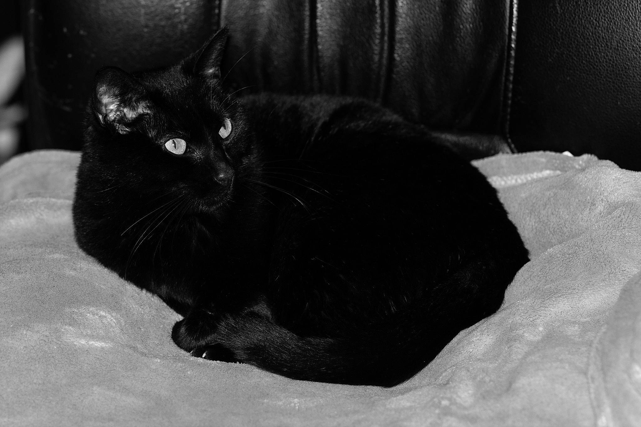 Ollie-les Aristopoils a rejoint le concours — aidez-le/la à gagner de superbes lots ! asian, black, black_and_white, black_cat, bombay, carnivore, cat, domestic_short_haired_cat, eye, felidae, fur, kitten, monochrome, monochrome_photography, small_to_medium_sized_cats, snapshot, snout, style, tail, whiskers
