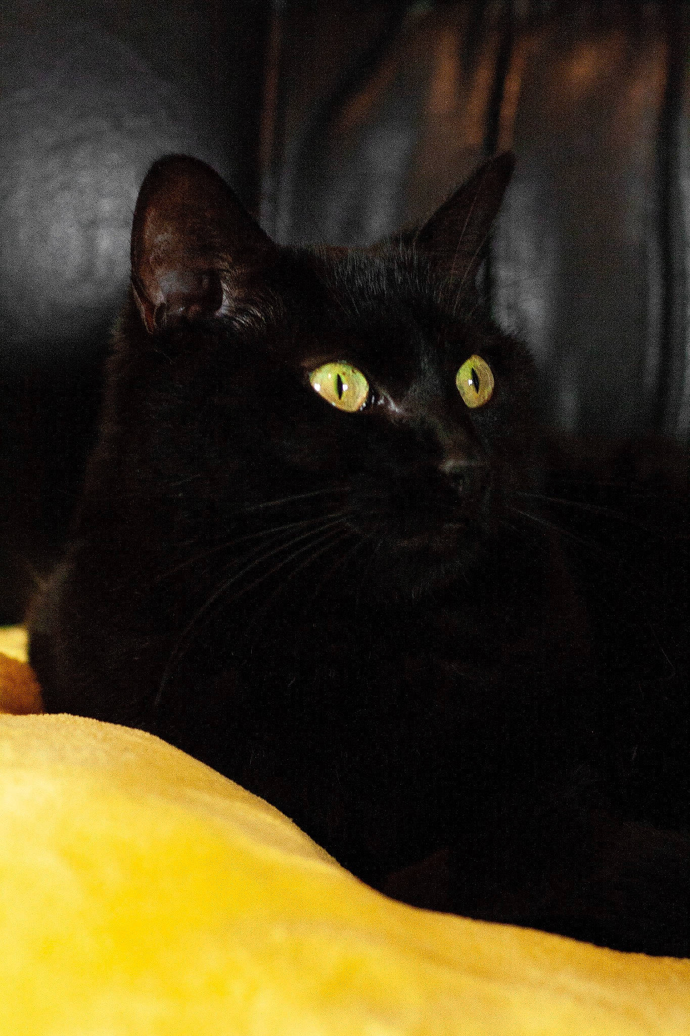 Ollie-les Aristopoils