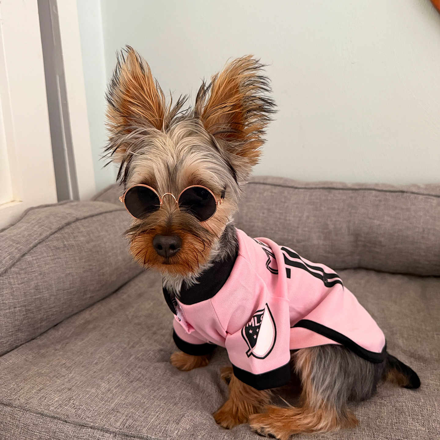 Enzo is registered to the contest to win money with this photo: dog, sunglasses, pet_bed, pink_jersey, small_dog, yorkshire_terrier, indoor, cozy, furniture, cute, fashion, accessory, relaxing, canine, portrait, casual, sitting, fur, eyewear, pet