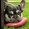 Jasmine is registered to the contest to win money with this photo: dog, french_bulldog, pet, animal, grass, pillow, outdoor, park, resting, cute, ears, face, snout, closeup, greenery, nature, relaxed, canine, fur, expression