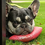 Jasmine joined the competition — help win amazing prizes! dog, french_bulldog, resting, pillow, red_pillow, grass, outdoor, park, greenery, closeup, pet, animal, ears, face, snout, cute, relaxed, daylight, nature, muzzle