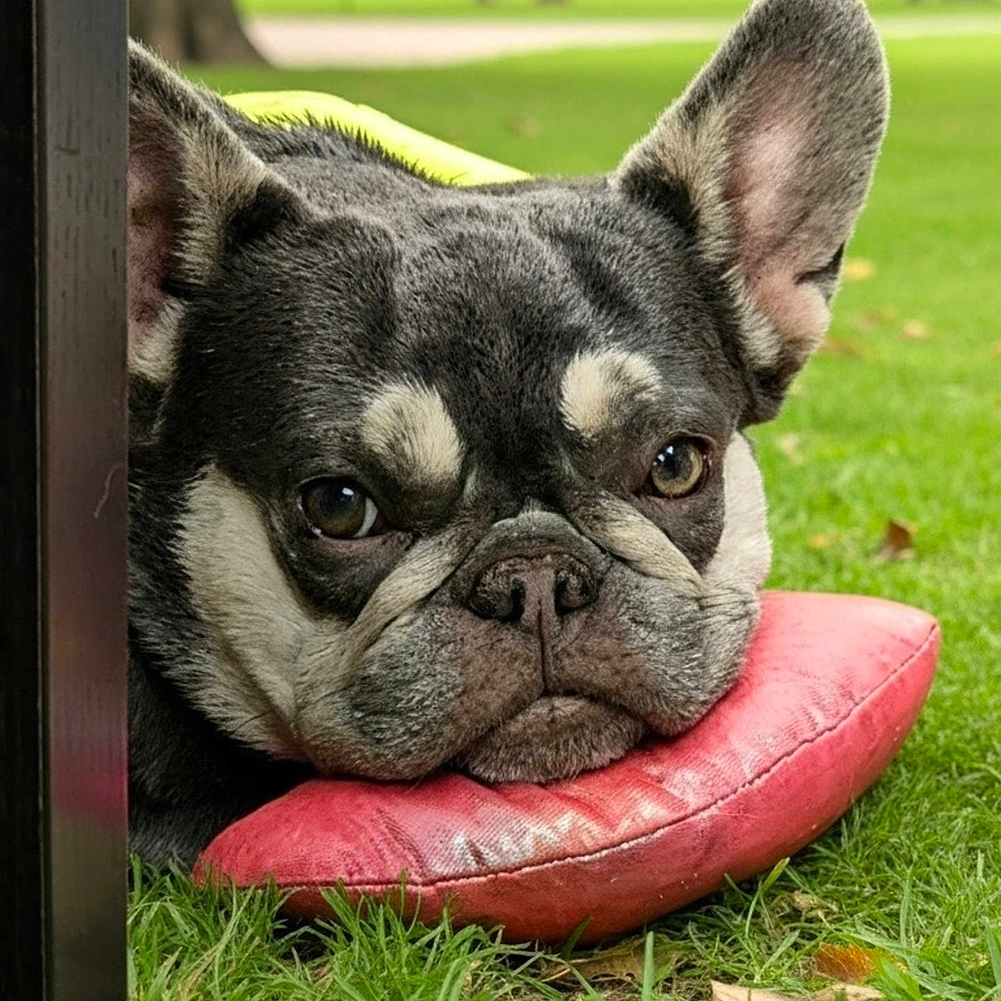 Jasmine joined the competition — help win amazing prizes! dog, french_bulldog, resting, pillow, red_pillow, grass, outdoor, park, greenery, closeup, pet, animal, ears, face, snout, cute, relaxed, daylight, nature, muzzle