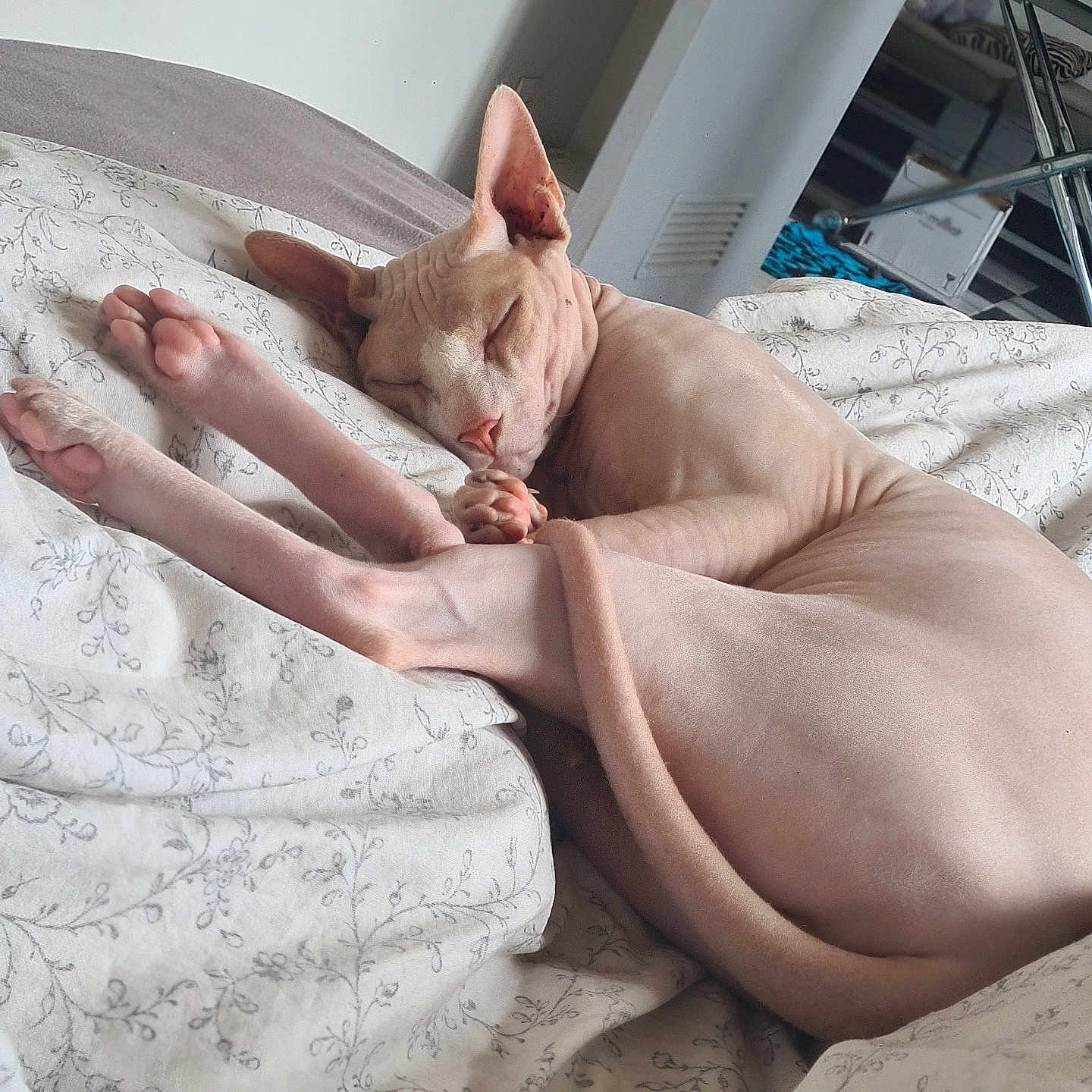 Dobby participe au concours pour gagner de l'argent avec cette photo : abyssinian, animal, baby, back, bed, bedroom, blanket, bodypart, cat, face, finger, furniture, hand, head, indoors, kitten, person, pet, room, sleeping