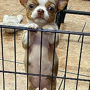 Peewee joined the competition — help win amazing prizes! puppy, chihuahua, dog, pet, cute, small_dog, indoor, tile_floor, gate, metal_bars, toy, animal, young_dog, looking_up, standing, fur, ears, whiskers, floor, expression