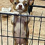 puppy, chihuahua, dog, pet, cute, small_dog, indoor, tile_floor, gate, metal_bars, toy, animal, young_dog, looking_up, standing, fur, ears, whiskers, floor, expression