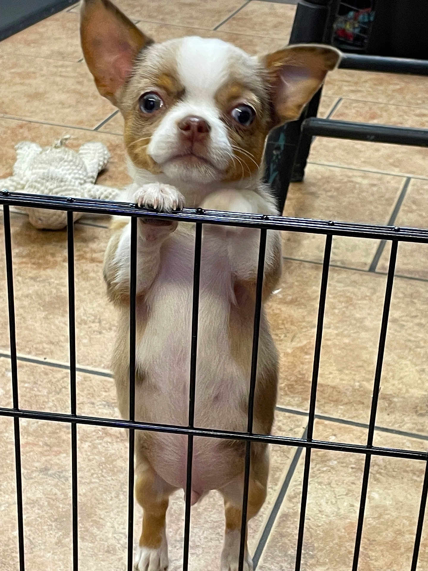 Peewee