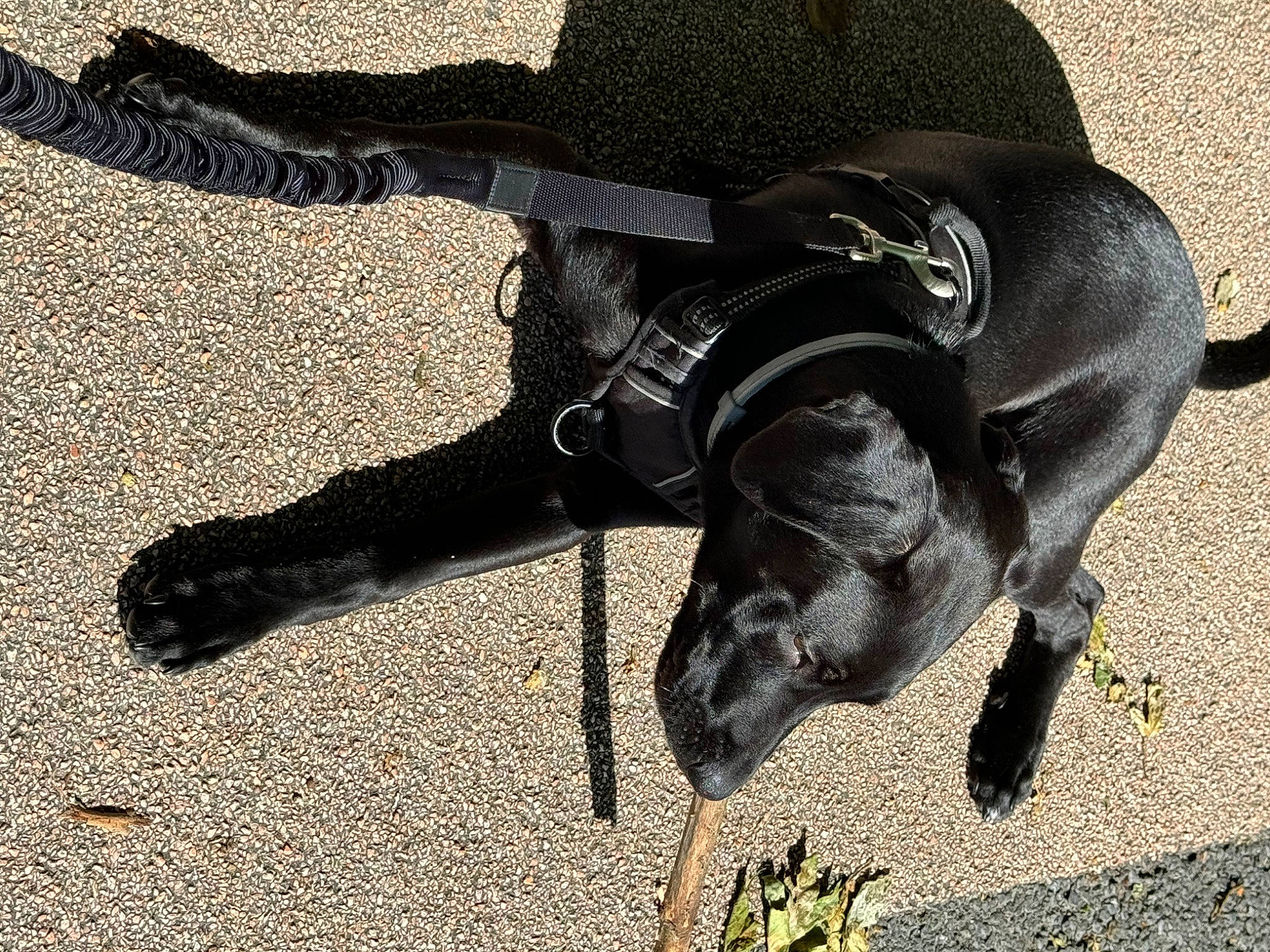 Hadès a rejoint le concours — aidez-le/la à gagner de superbes lots ! carnivore, companion_dog, dog, dog_breed, dog_collar, dog_supply, fashion_accessory, fawn, fur, guard_dog, leash, pet_supply, shadow, snout, soil, sporting_group, tail, terrestrial_animal, toy_dog, working_animal