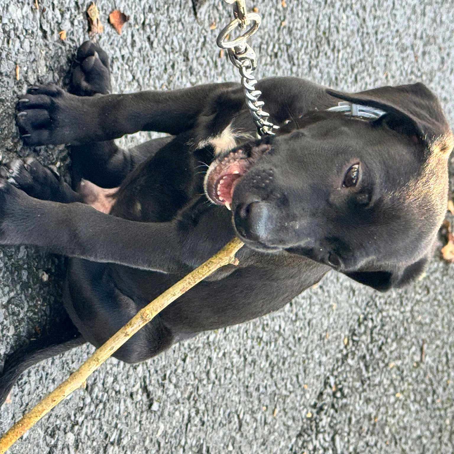 Hadès participe au concours pour gagner de l'argent avec cette photo : asphalt, canidae, carnivore, collar, companion_dog, concrete, dog, dog_breed, dog_collar, dog_supply, fashion_accessory, fawn, grey, leash, pet_supply, road_surface, snout, sporting_group, tail, working_animal