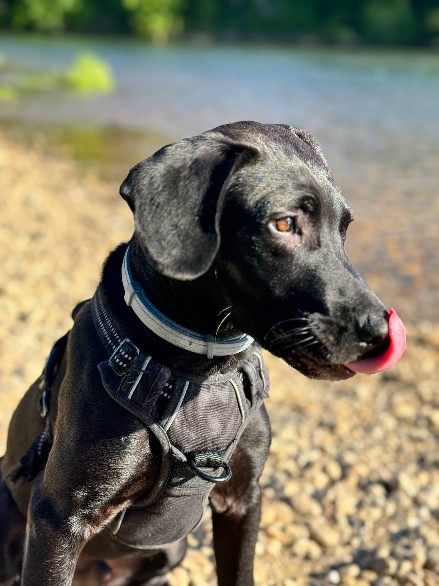 Hadès participe au concours pour gagner de l'argent avec cette photo : canidae, carnivore, collar, companion_dog, dog, dog_breed, dog_collar, dog_supply, gun_dog, leash, liver, pet_supply, pointing_breed, snout, sporting_group, terrestrial_animal, webbing, whiskers, working_animal, working_dog