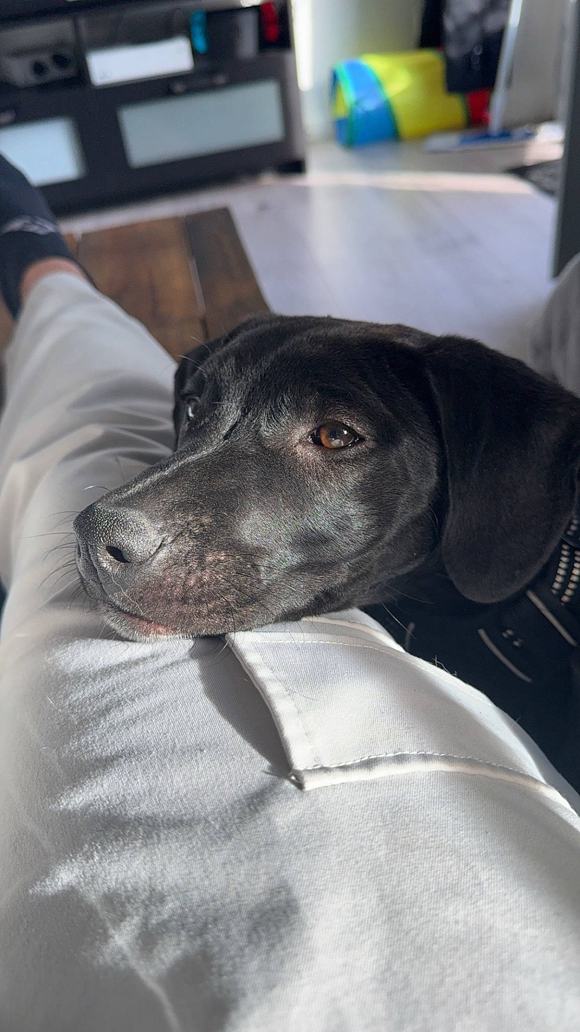 Hadès a rejoint le concours — aidez-le/la à gagner de superbes lots ! canidae, carnivore, collar, comfort, companion_dog, computer_keyboard, dog, dog_breed, fur, grey, guard_dog, input_device, linens, mammal, rampur_greyhound, snout, sporting_group, terrestrial_animal, whiskers, working_animal