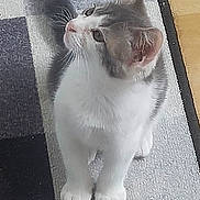 Vanille participe au concours pour gagner de l'argent avec cette photo : kitten, cat, pet, fur, whiskers, curious, indoor, rug, floor, shadow, white, gray, animal, cute, small, domestic, young, looking_up, paws, ears