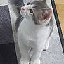 kitten, cat, pet, fur, whiskers, curious, indoor, rug, floor, shadow, white, gray, animal, cute, small, domestic, young, looking_up, paws, ears