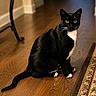animal, black_and_white, cat, curious, domestic_cat, feline, flooring, fur, home, indoor, pet, portrait, quiet, rug, sitting, tail, tuxedo_cat, whiskers, wooden_floor, yellow_eyes