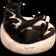 George Clooney is registered to the contest to win money with this photo: adorable, animal, black_and_white_cat, cat, comfort, cozy, cute, domestic_cat, feline, fluffy_bed, heart, love, paw, pet_bed, relaxed, resting, sleep, sleeping, soft, whiskers