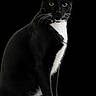 George Clooney joined the competition — help win amazing prizes! alert, animal, black_and_white, black_background, cat, cute, domestic_cat, feline, fur, indoor, looking, mammal, paws, pet, portrait, sitting, sitting_posture, tuxedo_cat, whiskers, yellow_eyes