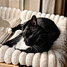 George Clooney is registered to the contest to win money with this photo: black_cat, cat, close_up, comfortable, cozy_bed, cute, domestic_animal, feline, fluffy_bed, indoor, peaceful, pet, relaxing, resting, sleeping, soft_texture, whiskers, white_fur, window_light, wooden_frame