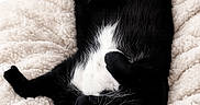 George Clooney is registered to the contest to win money with this photo: animal, bed, black_and_white, blanket, cat, comfort, cozy, cute, domestic_animal, feline, fluffy, fur, indoor, paw, pet, relaxed, resting, sleeping, soft, whiskers