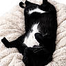 animal, bed, black_and_white, blanket, cat, comfort, cozy, cute, domestic_animal, feline, fluffy, fur, indoor, paw, pet, relaxed, resting, sleeping, soft, whiskers