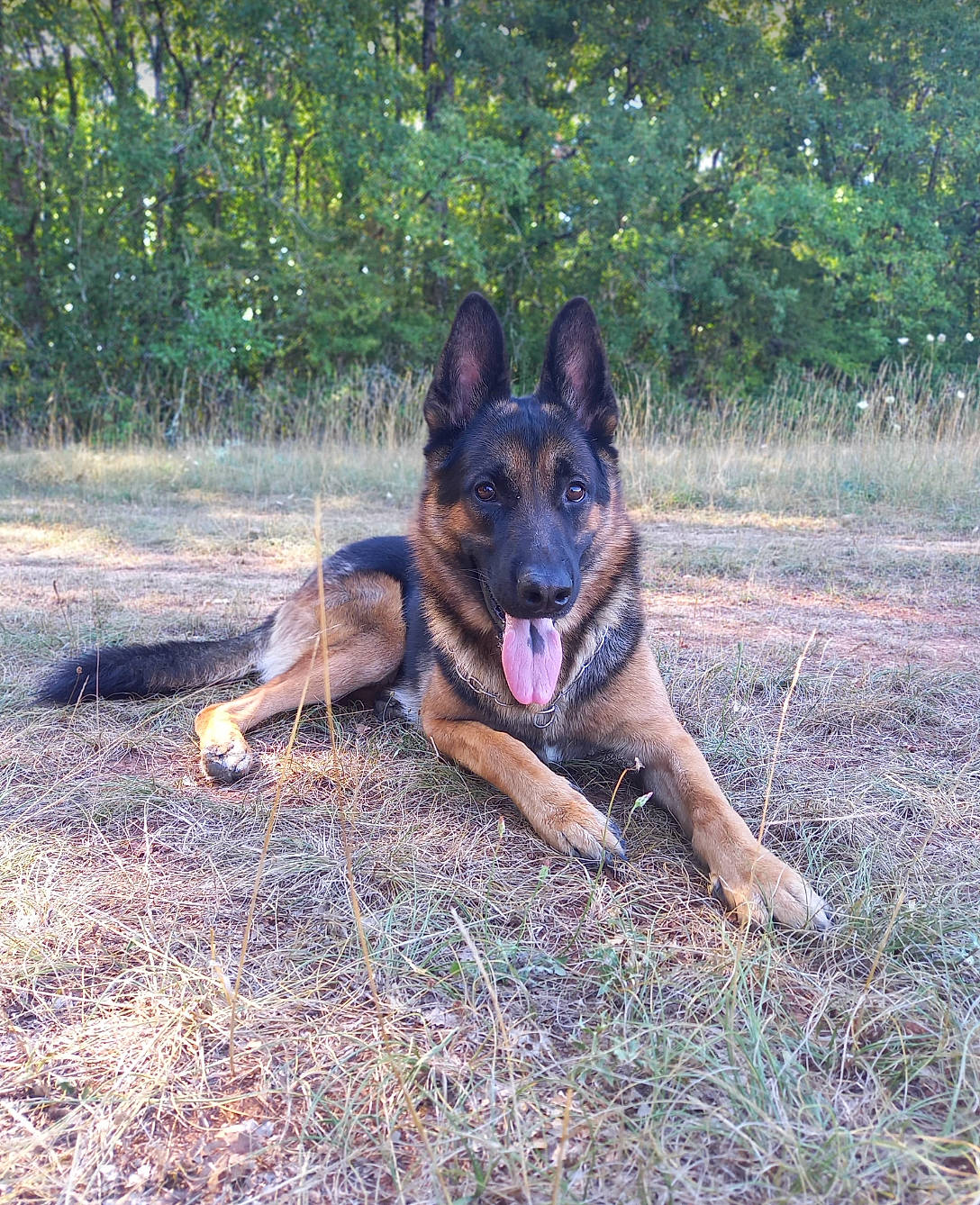 Drakar a rejoint le concours — aidez-le/la à gagner de superbes lots ! carnivore, companion_dog, dog, dog_breed, east_european_shepherd, german_shepherd_dog, grass, guard_dog, herbaceous_plant, herding_dog, king_shepherd, livestock_guardian_dog, old_german_shepherd_dog, plant, working_dog