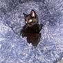 Oreo participe au concours pour gagner de l'argent avec cette photo : kitten, black_cat, pet, fluffy_blanket, blue_blanket, cozy, soft_texture, animal, cute, indoor, fur, young_cat, curious, small, resting, comfort, domestic_cat, feline, eyes, animal_portrait