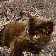 Oreo a rejoint le concours — aidez-le/la à gagner de superbes lots ! kitten, black_cat, pet, animal, feline, young, curious, soft, fluffy, indoor, blanket, cozy, couch, fur, whiskers, ears, eyes, resting, cute, domestic_cat
