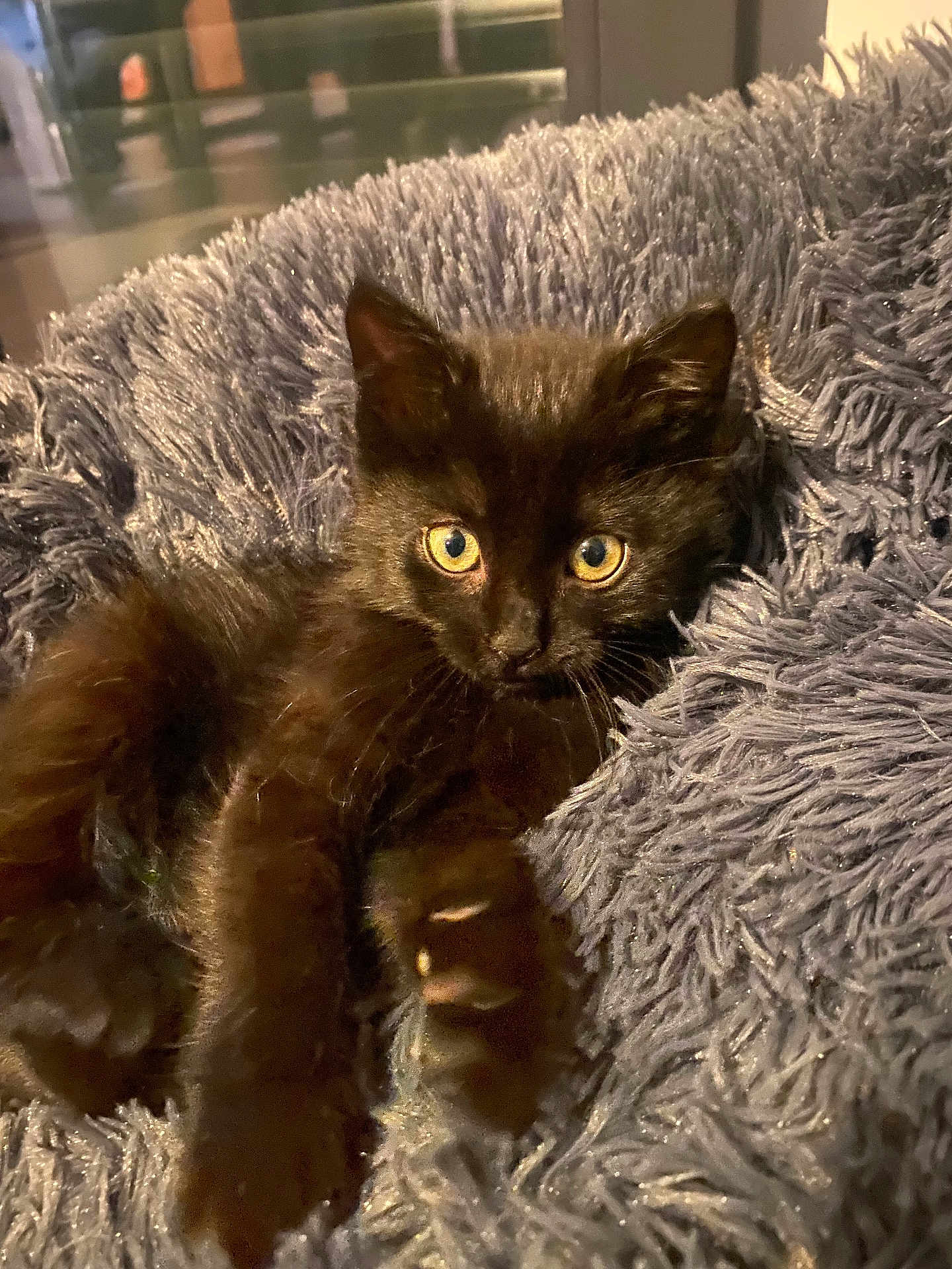 Oreo