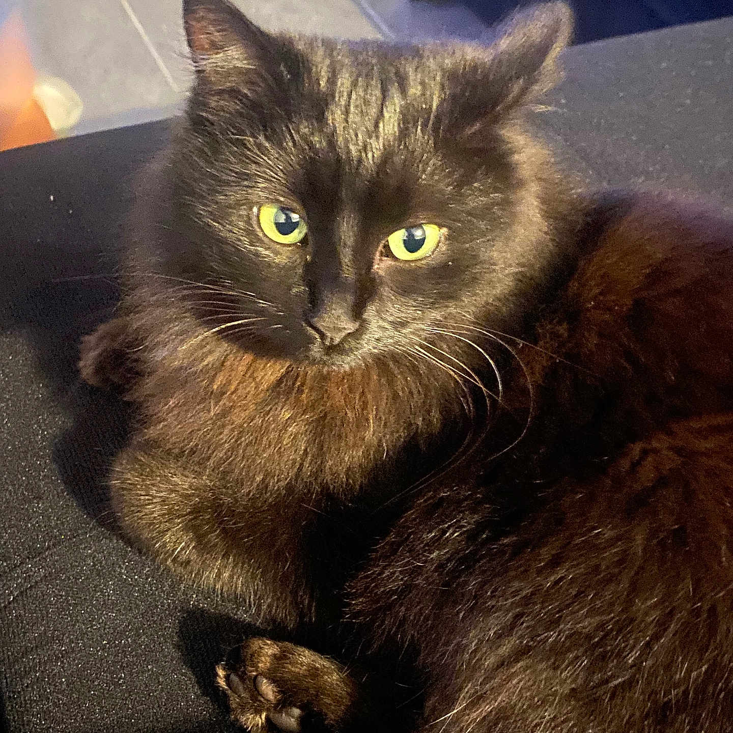 Héla a rejoint le concours — aidez-le/la à gagner de superbes lots ! animal, animal_face, black_cat, cat, close_up, cozy, cute, domestic_animal, feline, fur, green_eyes, indoor, mammal, paw, pet, portrait, relaxed, resting, soft, whiskers