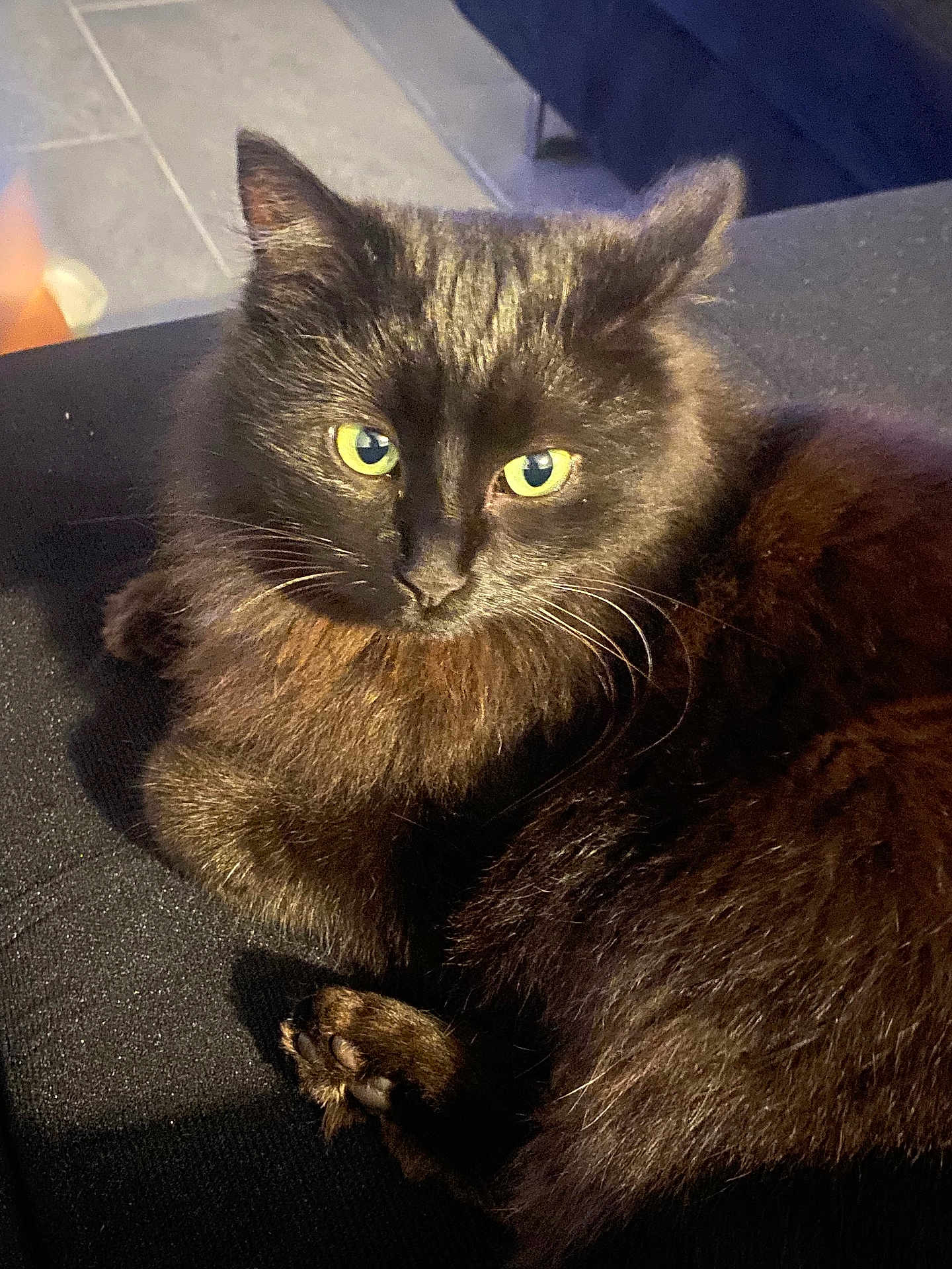 Héla a rejoint le concours — aidez-le/la à gagner de superbes lots ! animal, animal_face, black_cat, cat, close_up, cozy, cute, domestic_animal, feline, fur, green_eyes, indoor, mammal, paw, pet, portrait, relaxed, resting, soft, whiskers