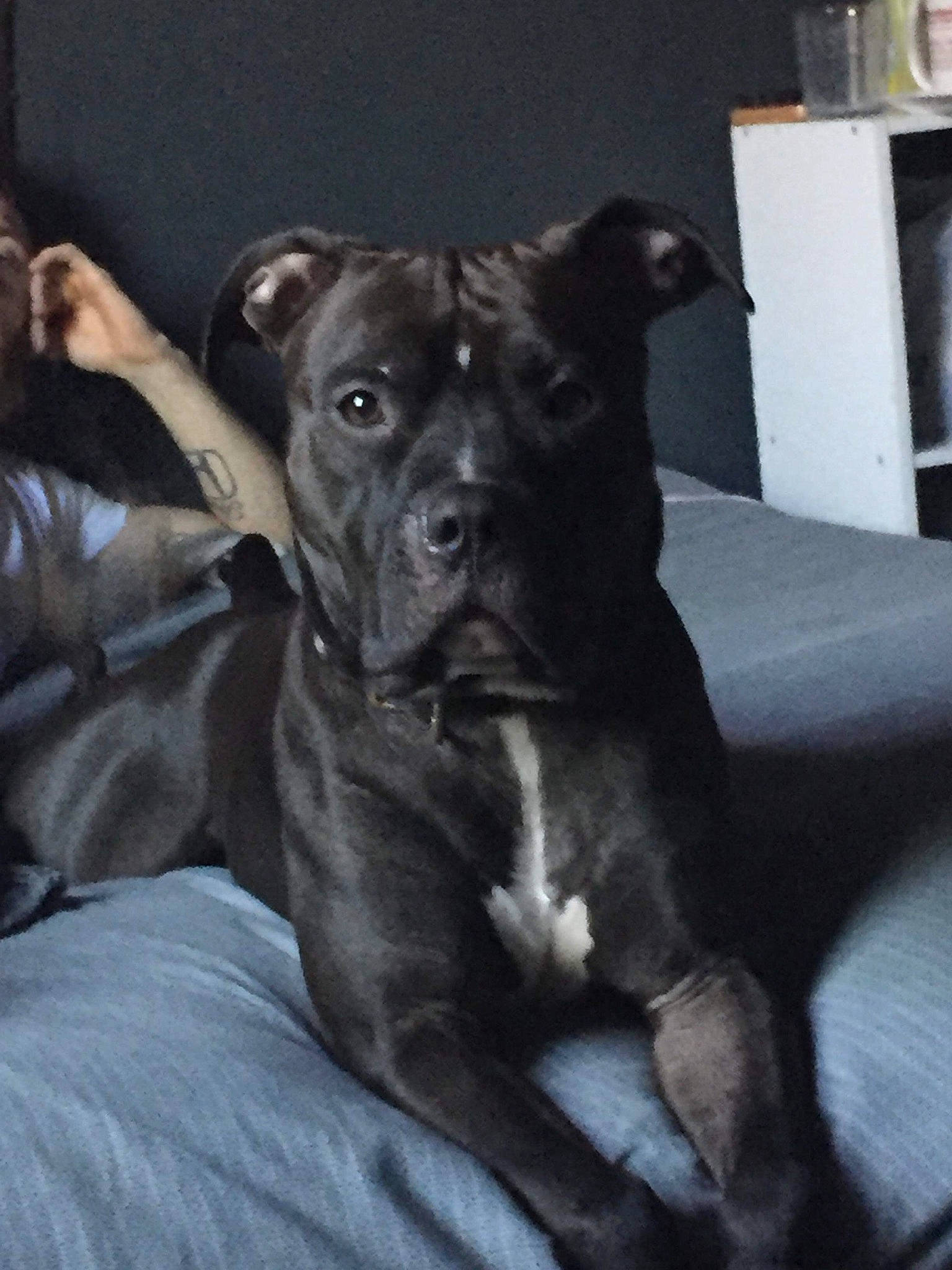 Nike joined the competition — help win amazing prizes! american_pit_bull_terrier, american_staffordshire_terrier, canidae, carnivore, companion_dog, dog, dog_breed, fawn, mammal, molosser, non_sporting_group, rare_breed_dog, snout, sporting_group, staffordshire_bull_terrier, vertebrate