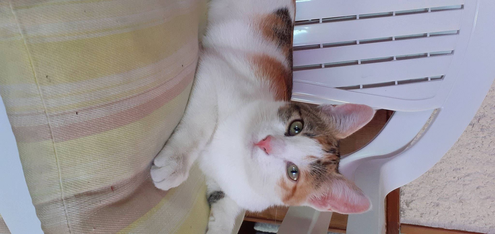 Kalie participe au concours pour gagner de l'argent avec cette photo : carnivore, cat, claw, collar, domestic_short_haired_cat, fang, fawn, felidae, fur, paw, small_to_medium_sized_cats, tail, whiskers, wood