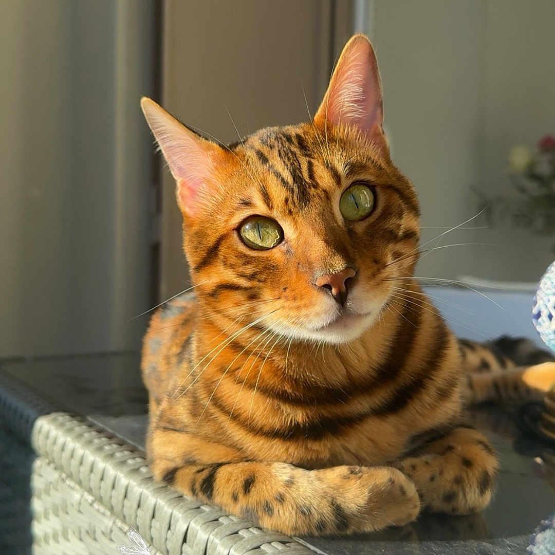Simba participe au concours pour gagner de l'argent avec cette photo : cat, bengal_cat, feline, pet, animal, striped, spotted, rosettes, green_eyes, whiskers, pointed_ears, crossed_paws, sitting, lounging, portrait, sunlight, outdoor, woven_chair, furniture, indoor_outdoor