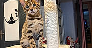 Simba participe au concours pour gagner de l'argent avec cette photo : cat, kitten, tabby, pet, animal, sitting, cat_tree, scratching_post, fluffy, fur, whiskers, ears, eyes, portrait, indoor, home, living_room, toy, christmas, festive