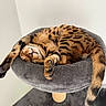Simba a rejoint le concours — aidez-le/la à gagner de superbes lots ! cat, bengal_cat, sleeping, sleepy, pet, animal, feline, spotted, striped, brown_fur, black_markings, pink_nose, closed_eyes, paws, tail, cat_tree, scratching_post, indoor, cozy, relaxed
