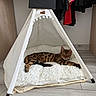 bengal_cat, cat, feline, pet, spotted_coat, striped_coat, sleeping, lounging, relaxed, teepee, tent, blanket, fluffy_bedding, cozy, indoor, bedroom, clothing, wardrobe, wood_floor, home_decor