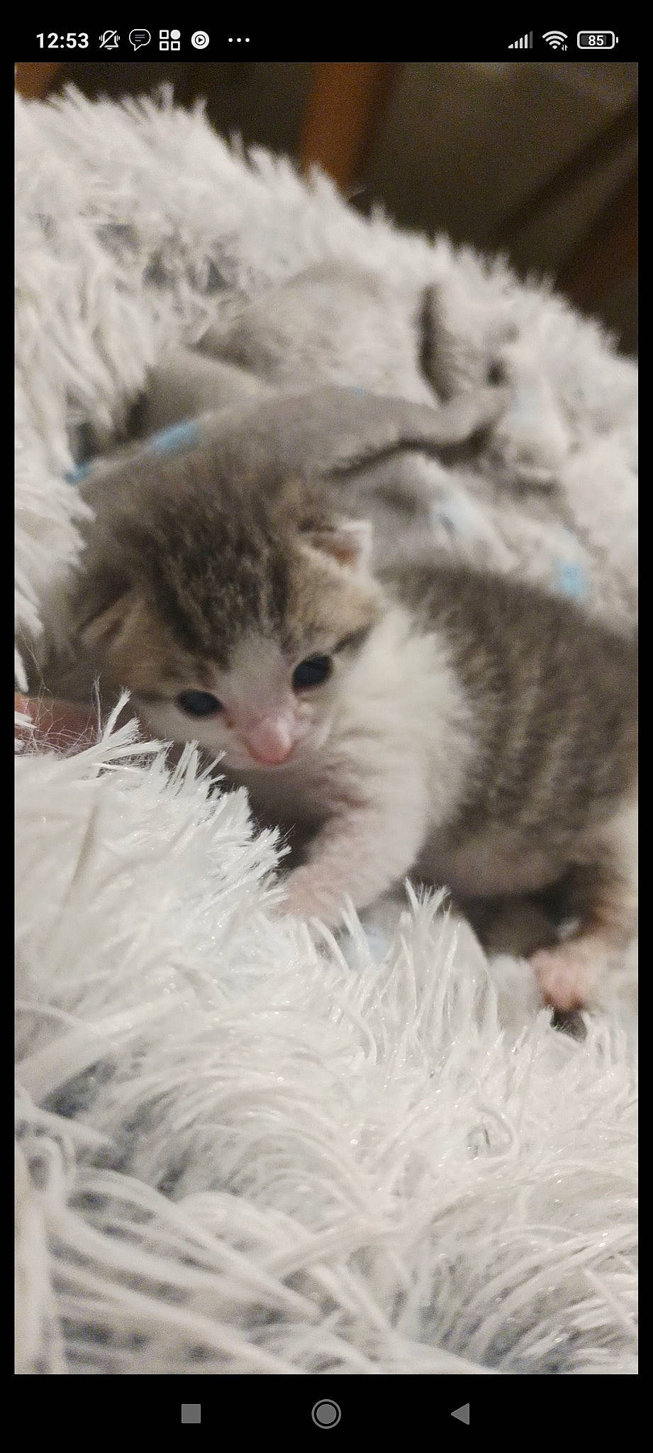 Ruby participe au concours pour gagner de l'argent avec cette photo : carnivore, cat, cat_bed, claw, close_up, comfort, domestic_short_haired_cat, fawn, felidae, fur, grass, monochrome, monochrome_photography, nap, paw, photo_caption, small_to_medium_sized_cats, snout, tail, whiskers