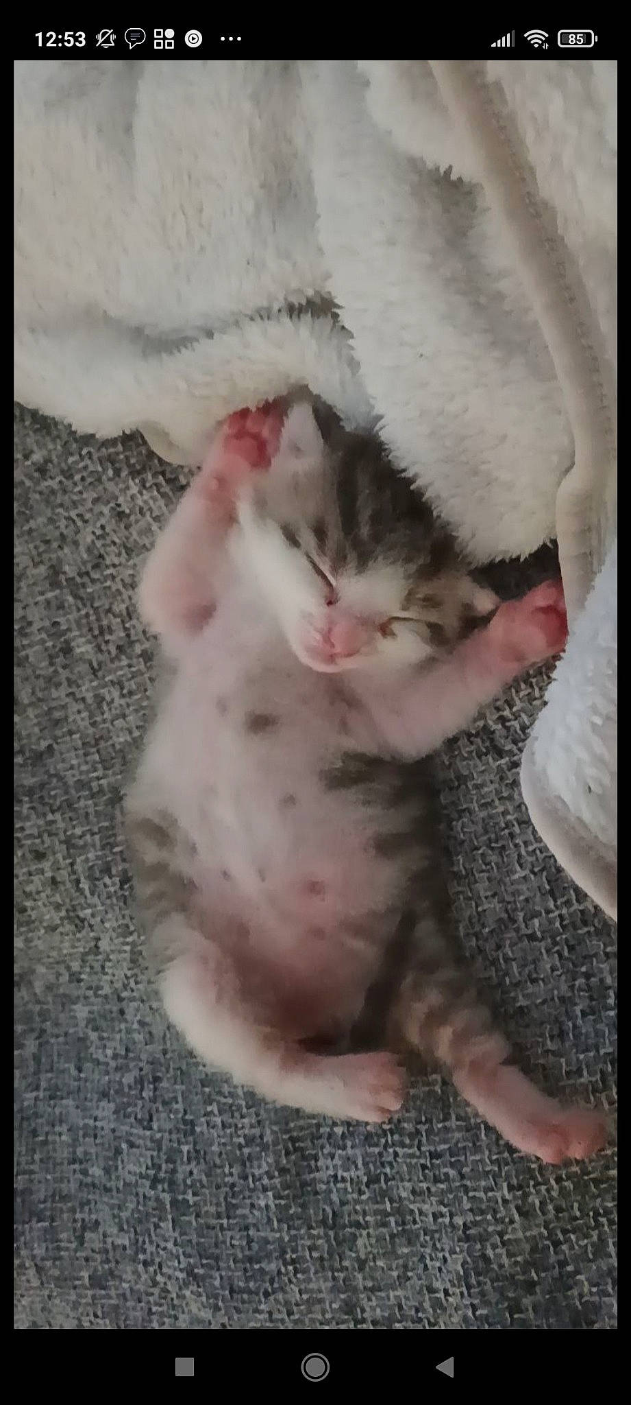 Ruby a rejoint le concours — aidez-le/la à gagner de superbes lots ! carnivore, cat, claw, comfort, domestic_short_haired_cat, eye, fawn, felidae, foot, fur, nail, paw, photo_caption, small_to_medium_sized_cats, snout, tail, toe, whiskers