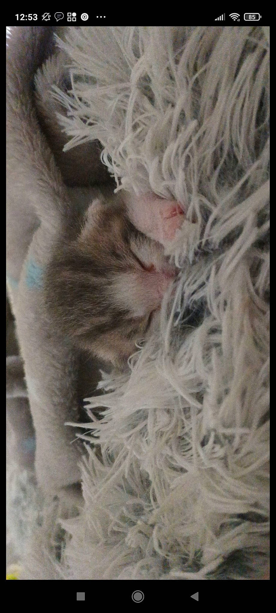 Ruby a rejoint le concours — aidez-le/la à gagner de superbes lots ! carnivore, claw, dog_breed, feather, felidae, flesh, fur, grey, nap, rectangle, small_to_medium_sized_cats, tail, textile, thread, visual_arts, whiskers, wool