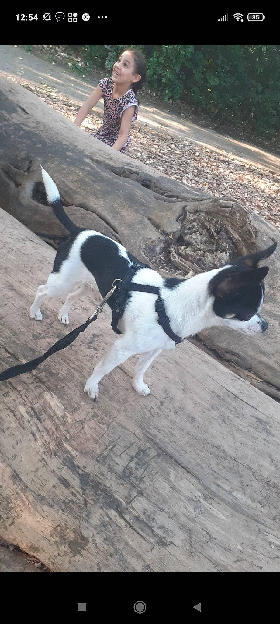 Pinceau a rejoint le concours — aidez-le/la à gagner de superbes lots ! asphalt, carnivore, collar, companion_dog, dog, dog_breed, dog_collar, fashion_accessory, hardwood, human_leg, leash, mammal, pet_supply, road_surface, sidewalk, sporting_group, tail, vertebrate, wood, working_animal