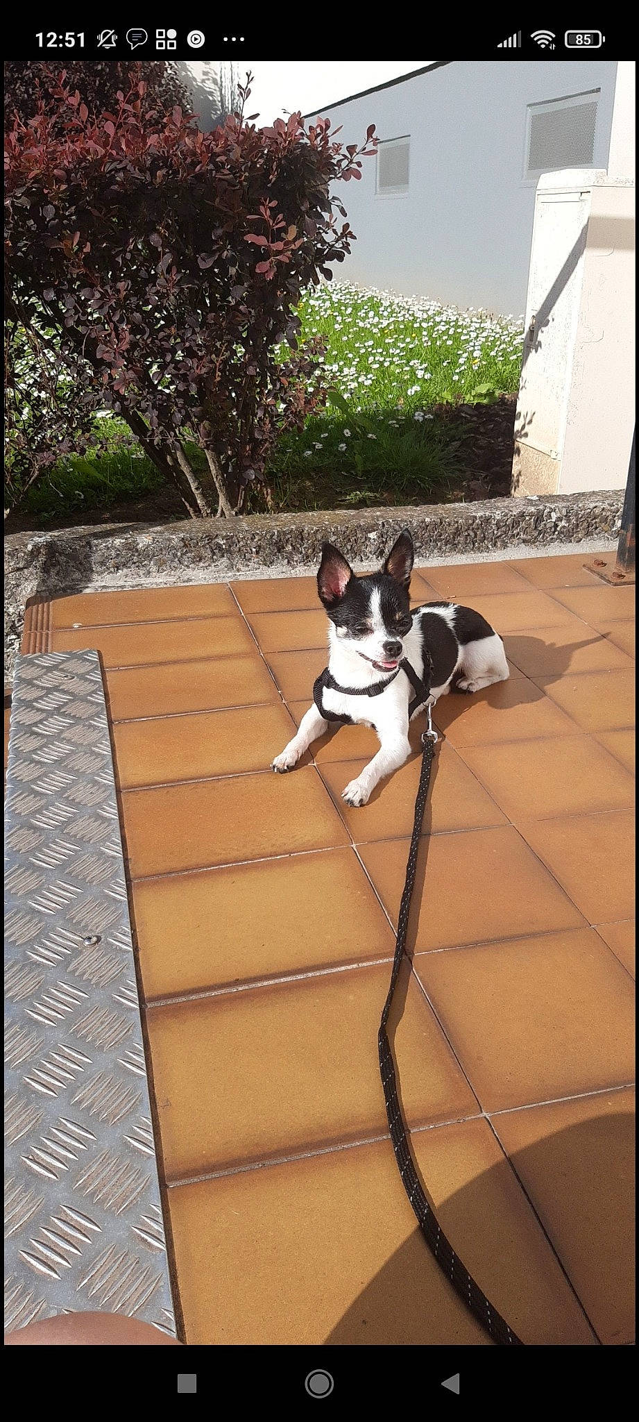 Pinceau participe au concours pour gagner de l'argent avec cette photo : boston_terrier, brown, carnivore, companion_dog, dog, dog_breed, dog_supply, fawn, floor, flooring, hardwood, pet_supply, plant, snout, sporting_group, stairs, tail, tree, wood, working_animal