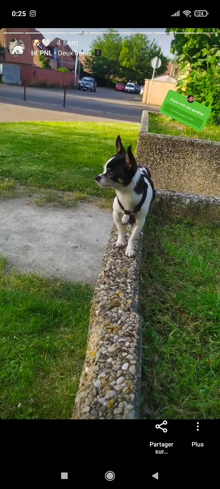 Pinceau participe au concours pour gagner de l'argent avec cette photo : australian_cattle_dog, carnivore, collar, companion_dog, dog, dog_breed, dog_supply, fawn, felidae, flooring, grass, lawn, plant, road_surface, sidewalk, snout, tail, wheel, whiskers, working_animal