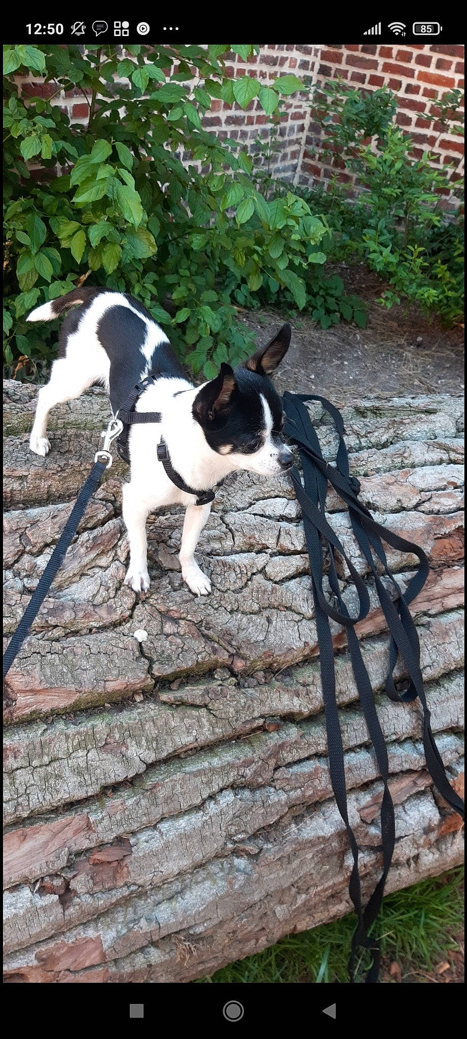 Pinceau participe au concours pour gagner de l'argent avec cette photo : canidae, carnivore, companion_dog, dog, dog_breed, fawn, grass, human_leg, metal, non_sporting_group, plant, shadow, snout, soil, sporting_group, tail, tree, twig, wood, working_animal