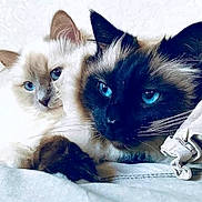 Val Et Archi a rejoint le concours — aidez-le/la à gagner de superbes lots ! cat, blue_eyes, fur, close_up, two_cats, contrast, pet, animal, indoor, relaxed, feline, cute, portrait, whiskers, ears, face, lying_down, soft_texture, domestic_cat, companions