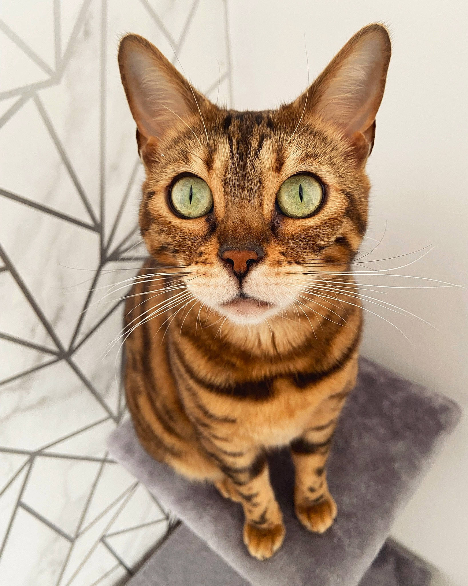 Kizzy is registered to the contest to win money with this photo: art, carnivore, cat, domestic_short_haired_cat, felidae, flooring, fur, paw, sitting, small_to_medium_sized_cats, tail, terrestrial_animal, whiskers, wildlife, wood