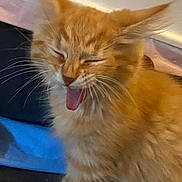 Tigrou participe au concours pour gagner de l'argent avec cette photo : cat, orange_tabby, yawning, tongue_out, fur, whiskers, ears, pet, sleepy, indoor, cute, feline, animal, mammal, close_up, face, expression, blurred_background, adorable, domestic_cat
