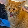 cat, orange_tabby, yawning, tongue_out, fur, whiskers, ears, pet, sleepy, indoor, cute, feline, animal, mammal, close_up, face, expression, blurred_background, adorable, domestic_cat