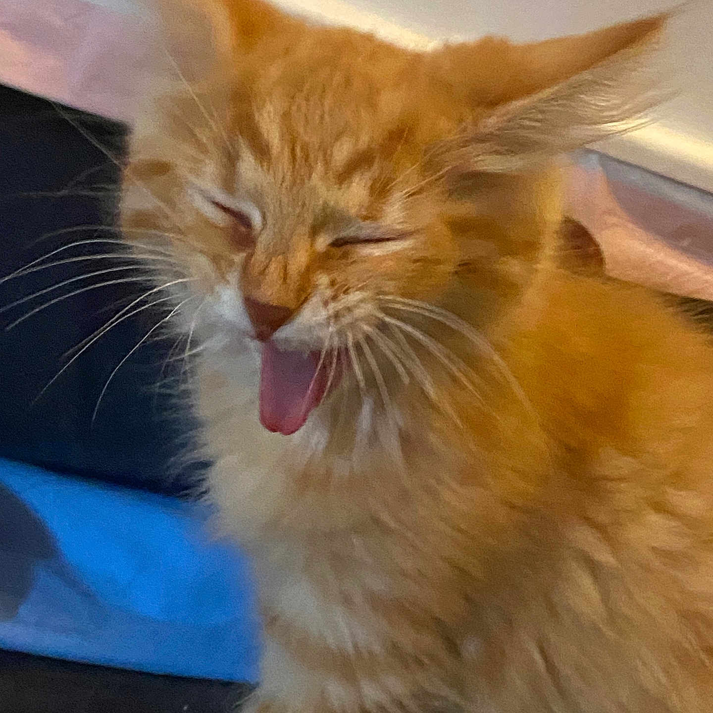 Tigrou