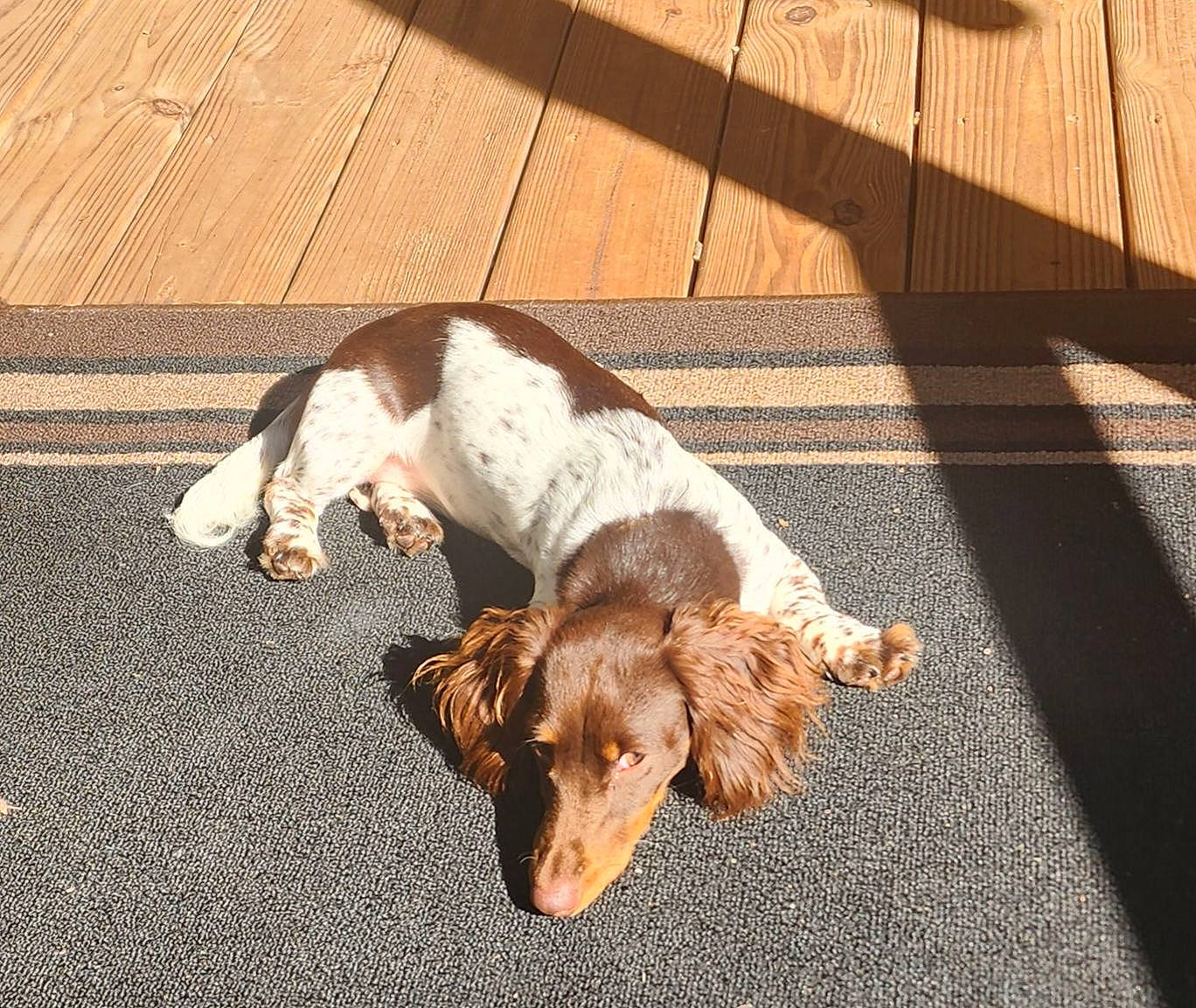 Lilli joined the competition — help win amazing prizes! canidae, carnivore, comfort, companion_dog, dog, dog_breed, fawn, flooring, fur, hardwood, hunting_dog, liver, plank, road_surface, snout, spaniel, tail, terrestrial_animal, wood, working_animal