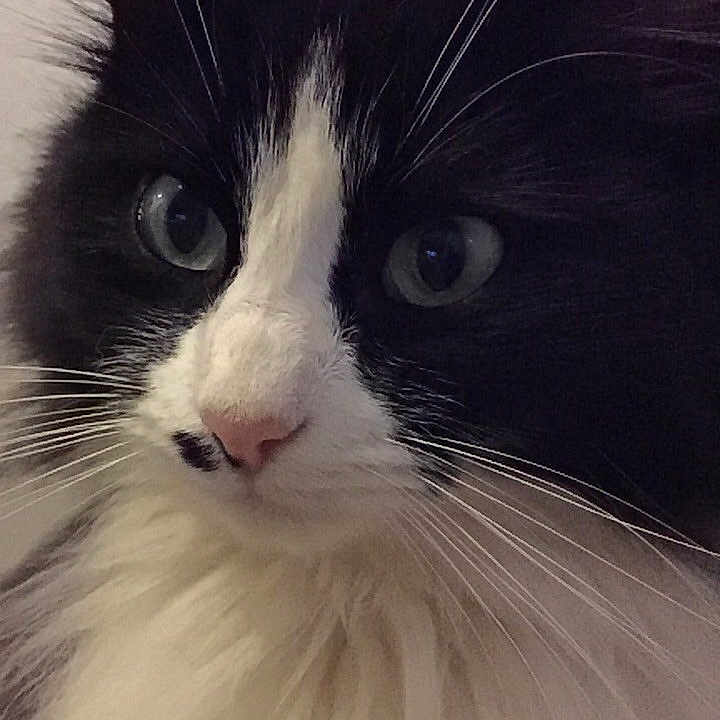 Milly